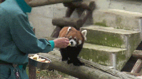 17.04.25- панды.gif