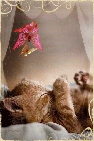 17.04.26- котенок.gif