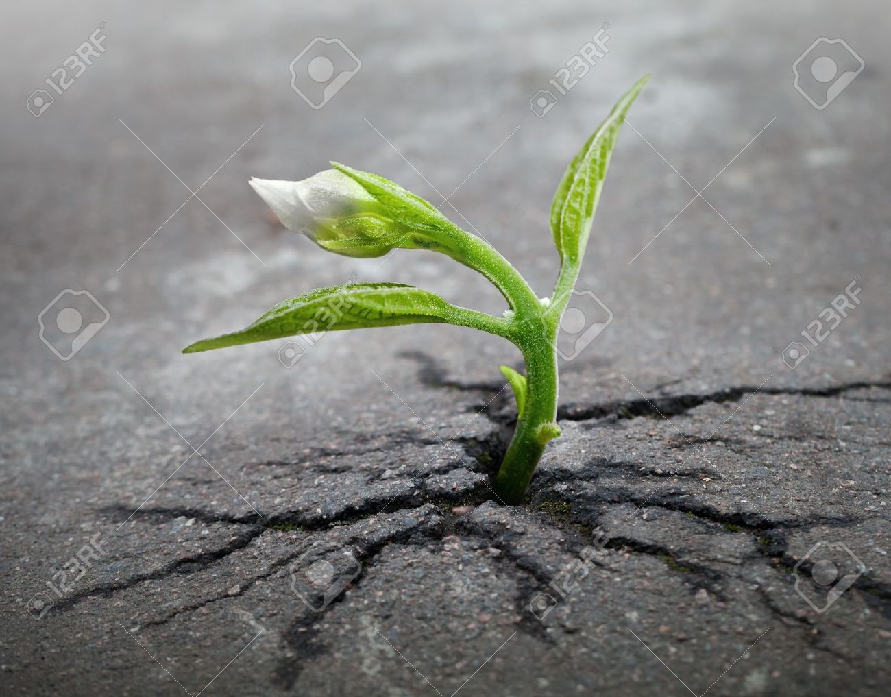 17117903-Little-flower-sprout-grows-through-urban-asphalt-ground-Stock-Photo.jpg