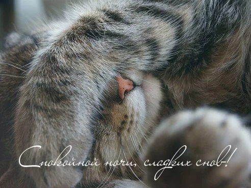 1758-otkritki-Otkritka-sladkih-snov-spokoynoy-nochi-pozhelanie-kotenok.webp