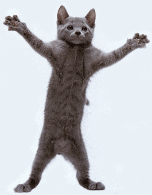 177869-Dancing-Kitty-Gif.gif