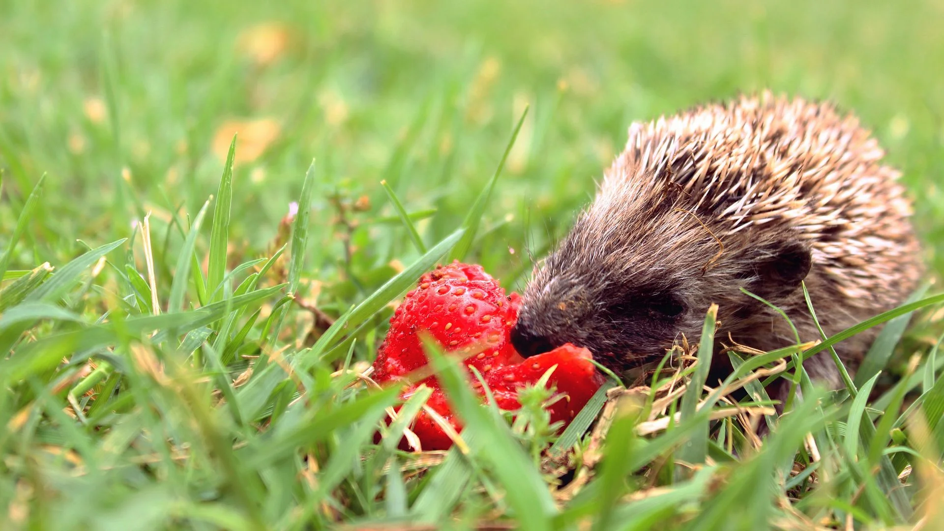 18-картинки-про-ежиков.webp
