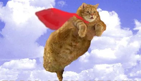 1909242-22980_flying_cat.webp