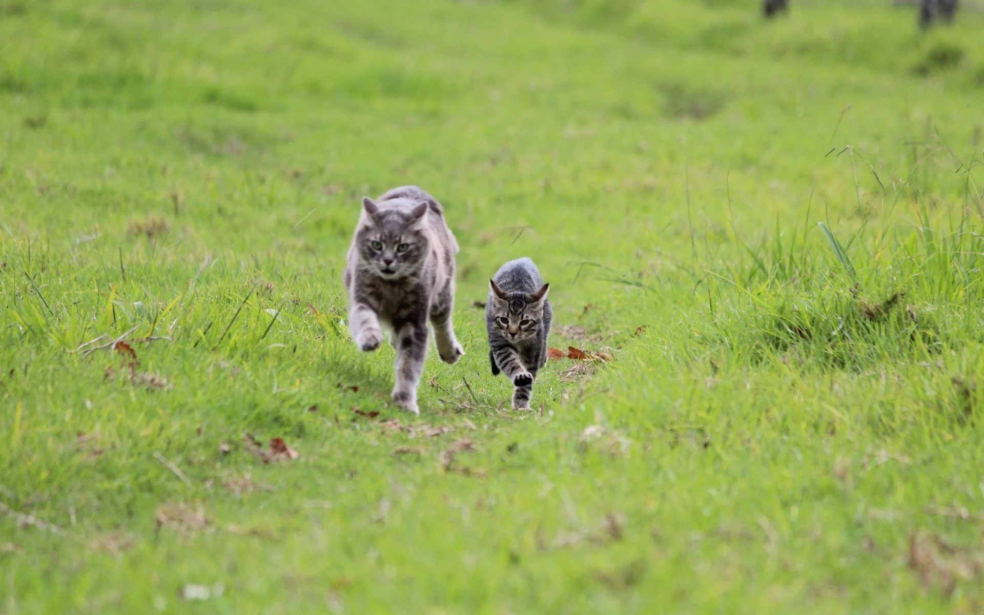 1920x1200-px-cat-cats-kitten-kittens-1640669.webp