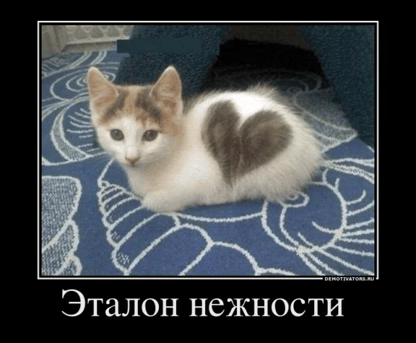 193337.webp