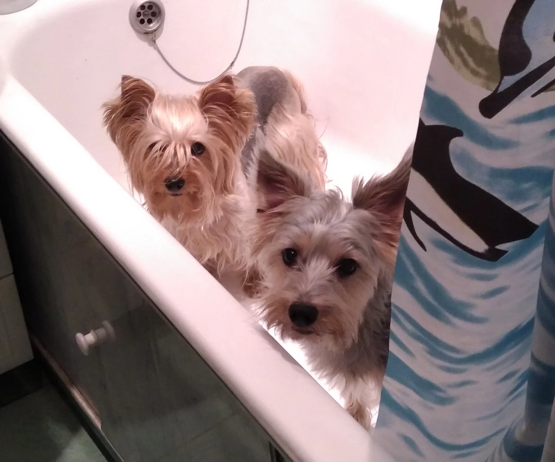 1970-01-18 20-53-40_1533242967072.webp