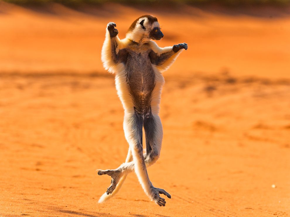 1_verreaux-sifaka-madagascar_45685_990x742.jpg