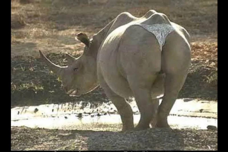 1бегемот в трусах.webp