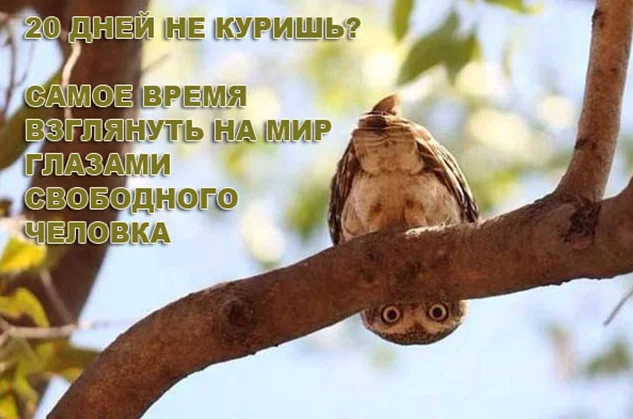 20 дней не курищь (2).webp