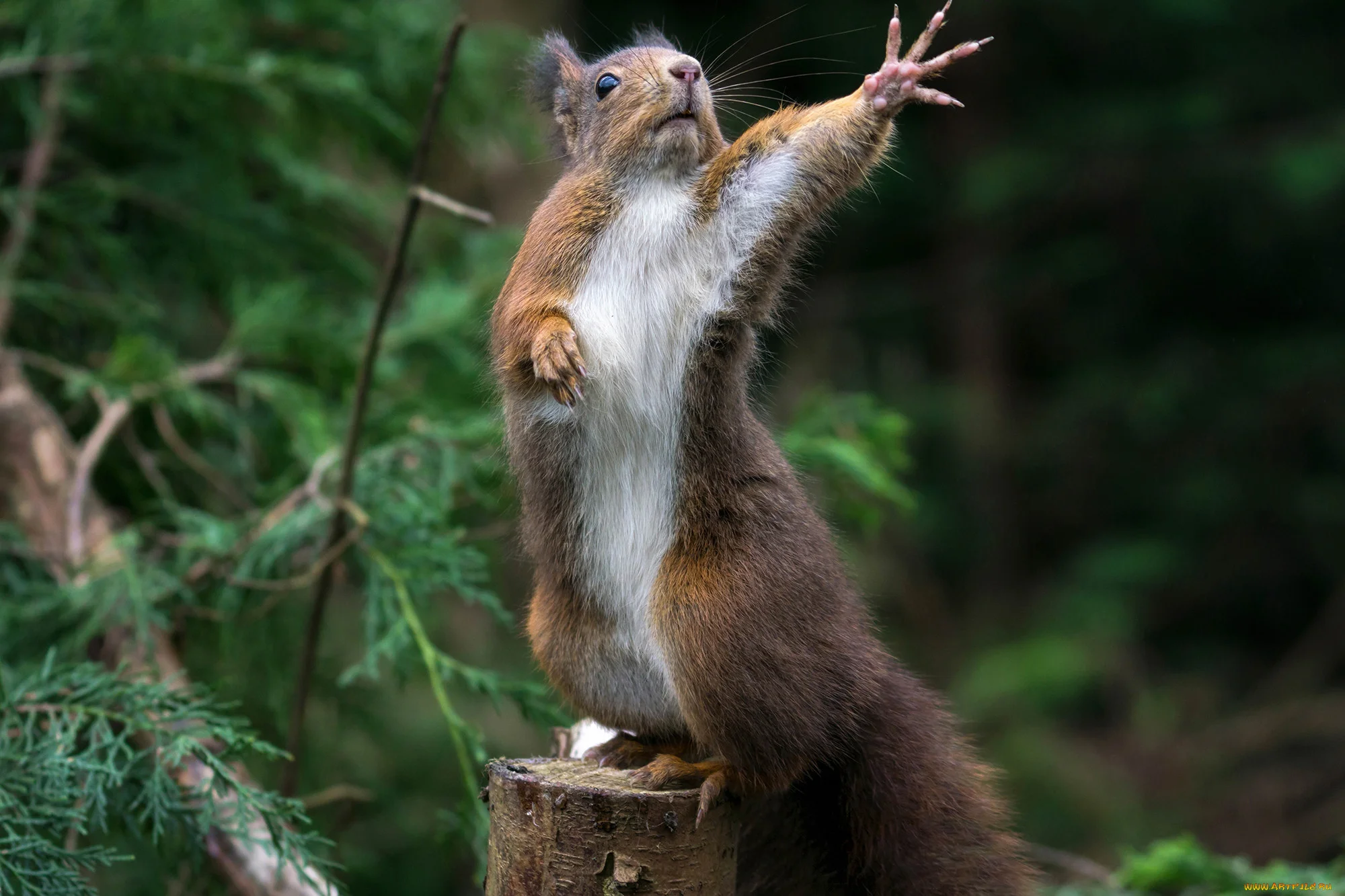 2000x1333_1184835_[www.ArtFile.ru] (1).webp