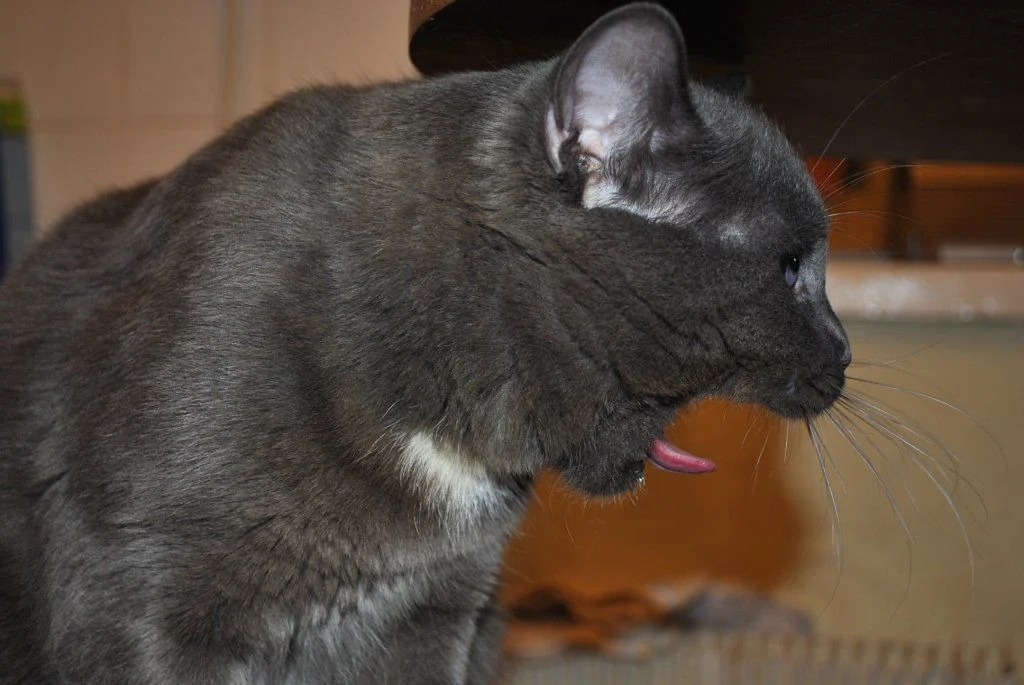 2009 october nikon d3000 003.webp