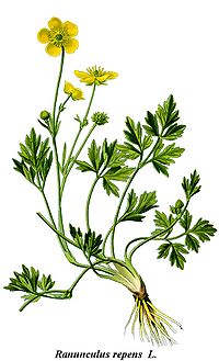 200px-Cleaned-Illustration_Ranunculus_repens.jpg