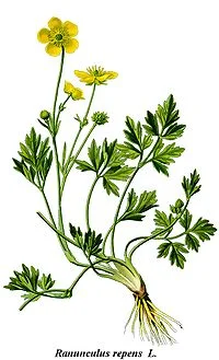 200px-Cleaned-Illustration_Ranunculus_repens.webp