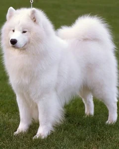 2011_10_74353.webp