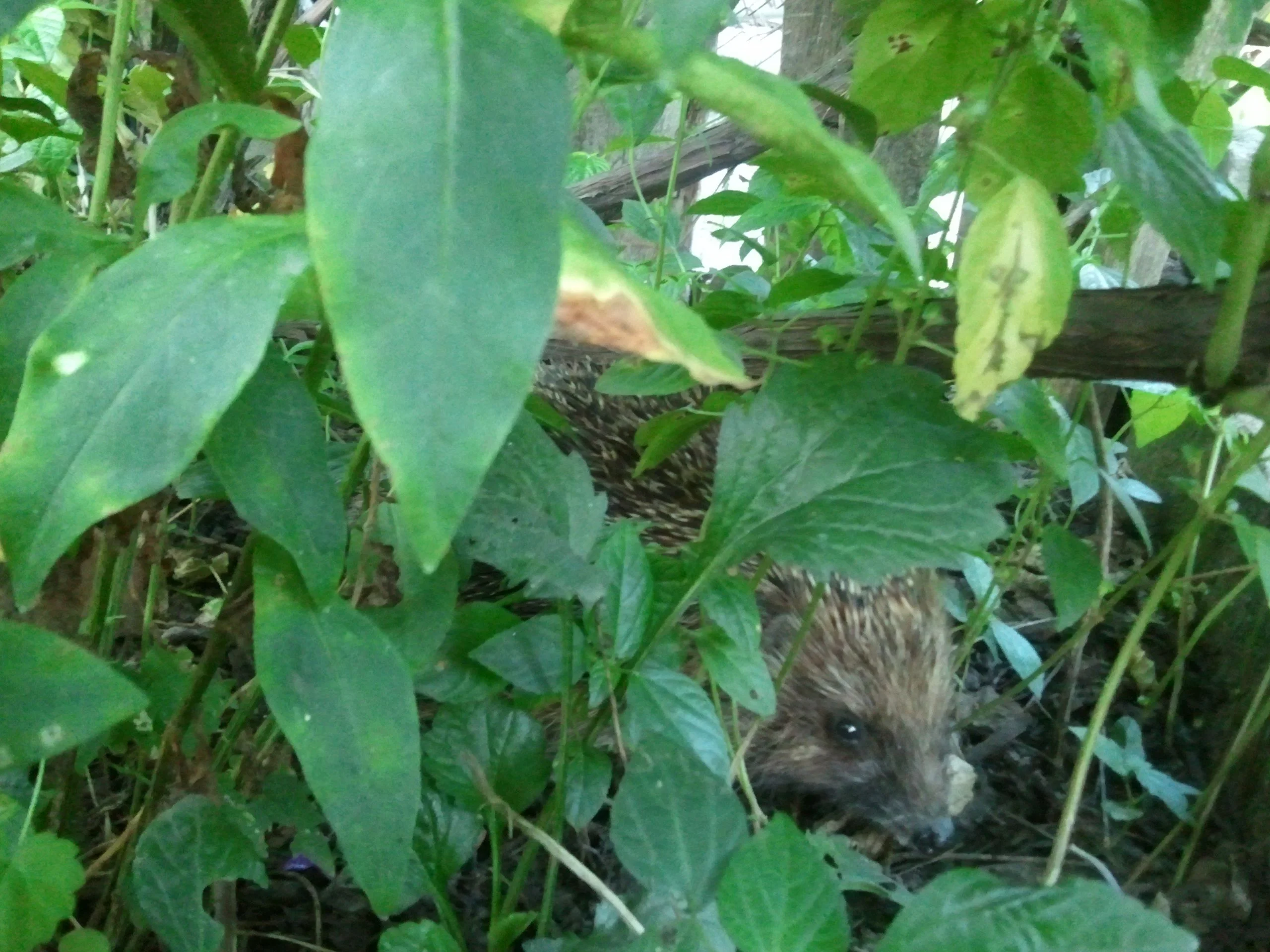 2012-07-13 20.27.30.webp