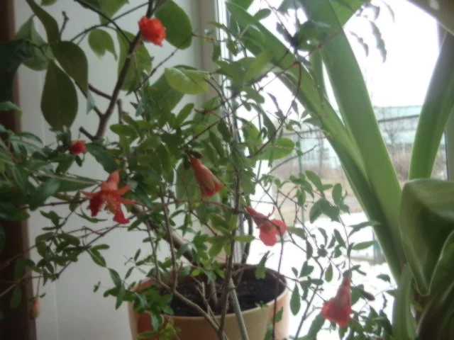 2012-12-31 21-00-00 (60).webp