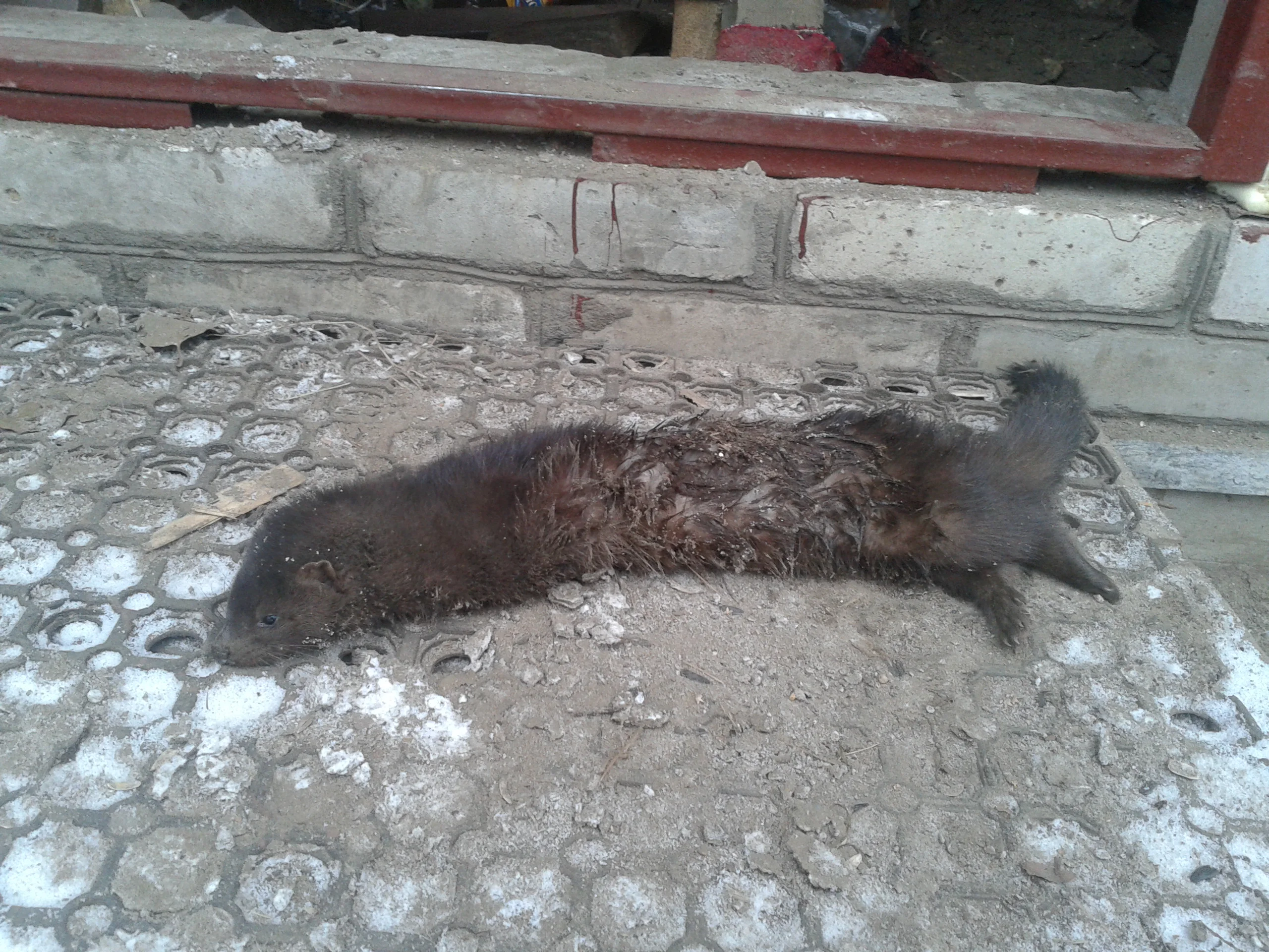 2014-11-28 12.15.58.webp