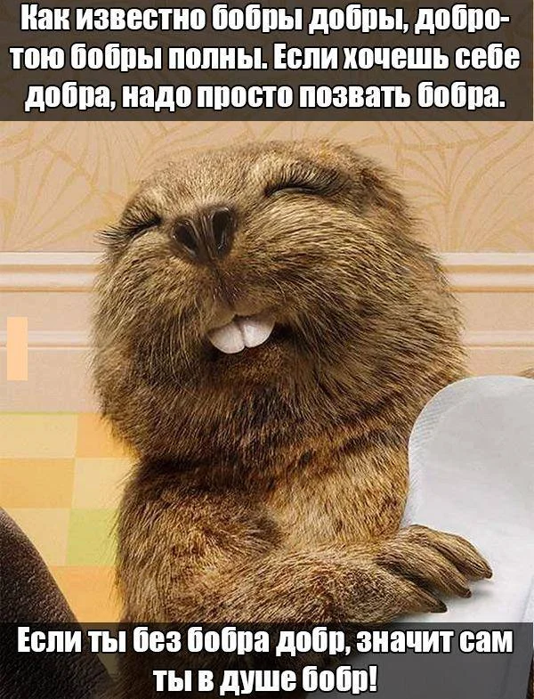 201406090010-kartinki-prikoly-nadpisi-bobry-kashamalasha-com.jpg