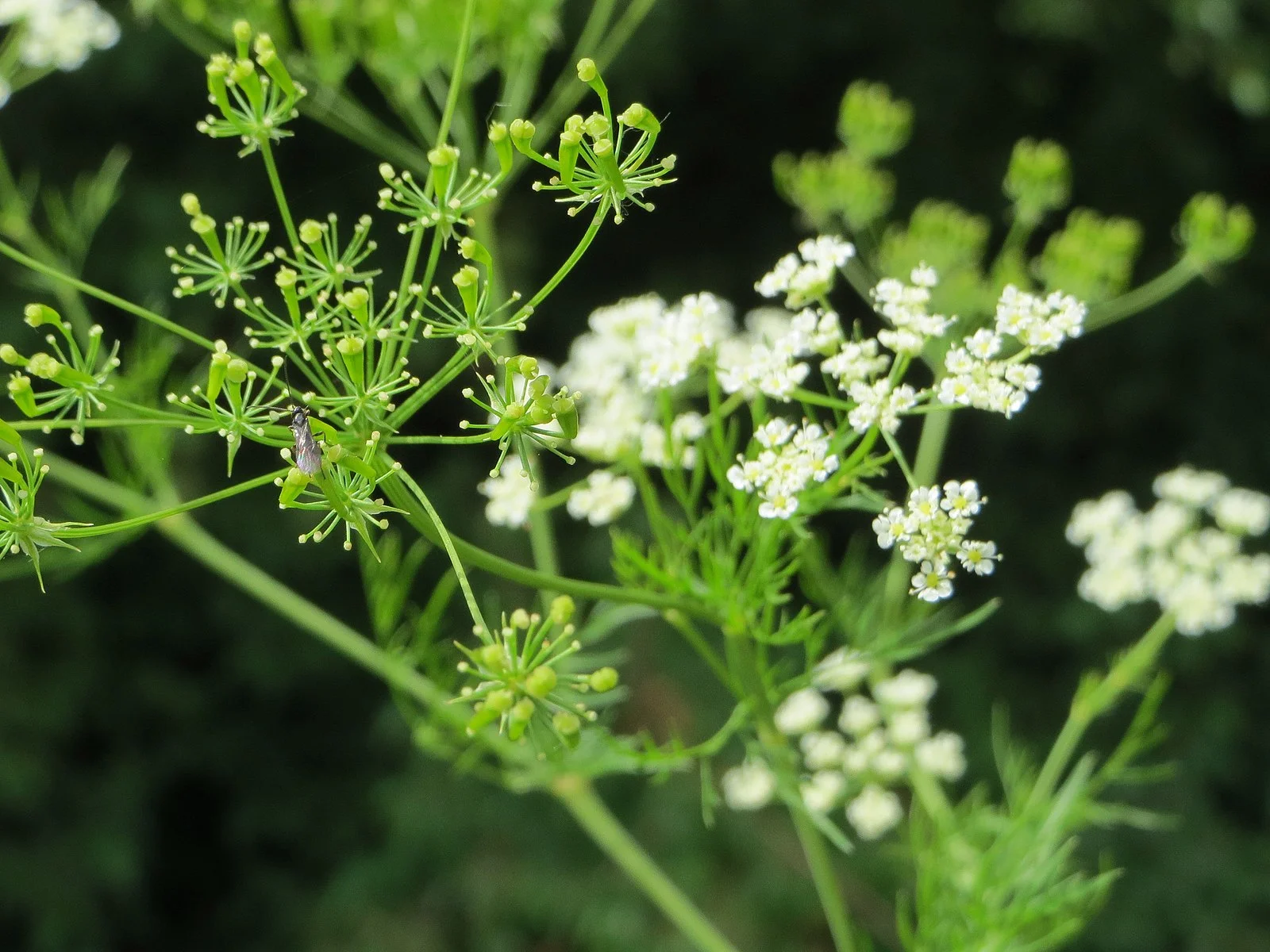 20140630Chaerophyllum_bulbosum.webp