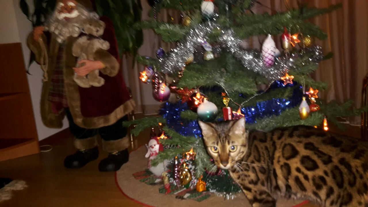 20141213_203605.webp