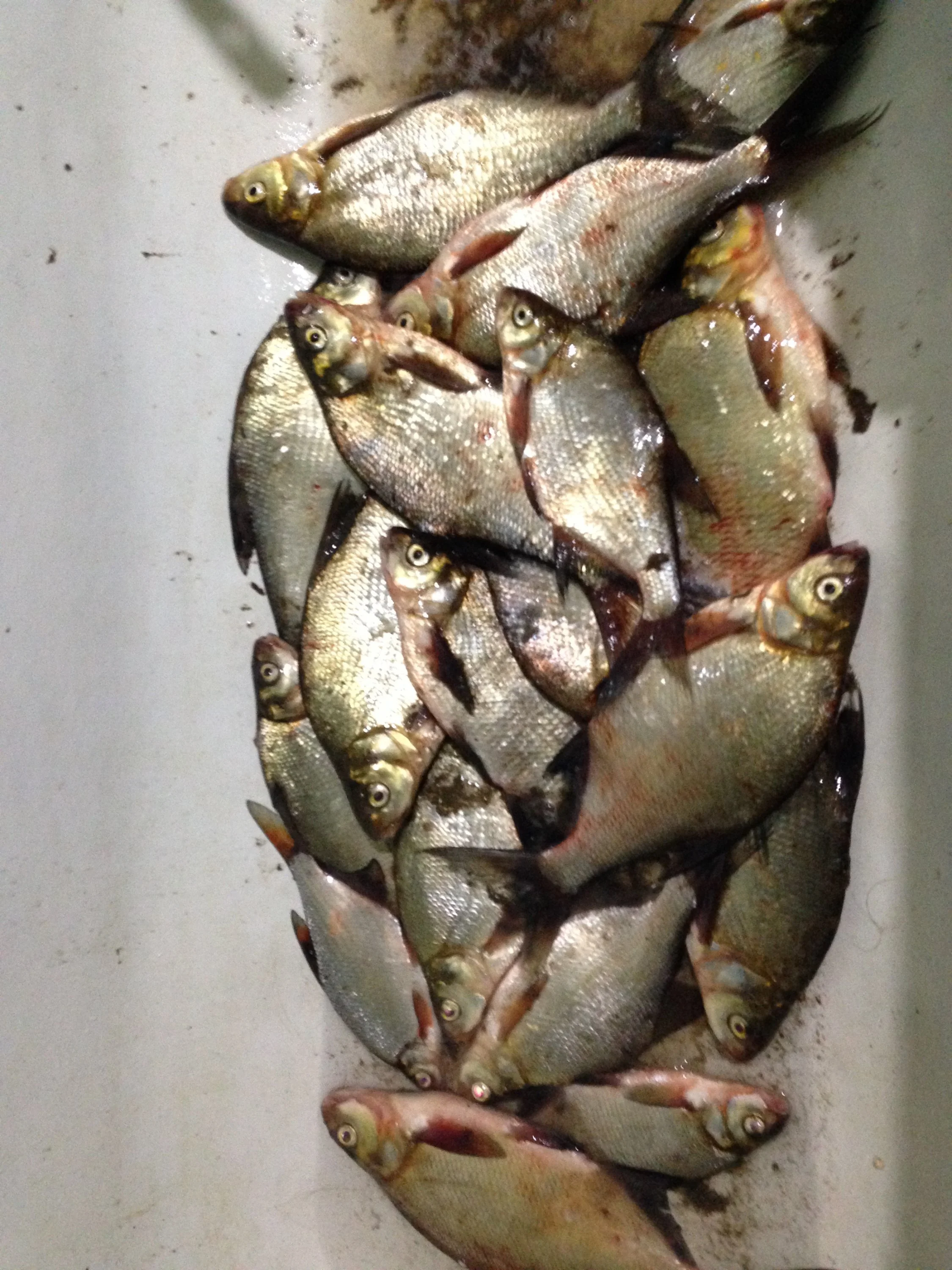 2015-07-16 01-23-08.webp