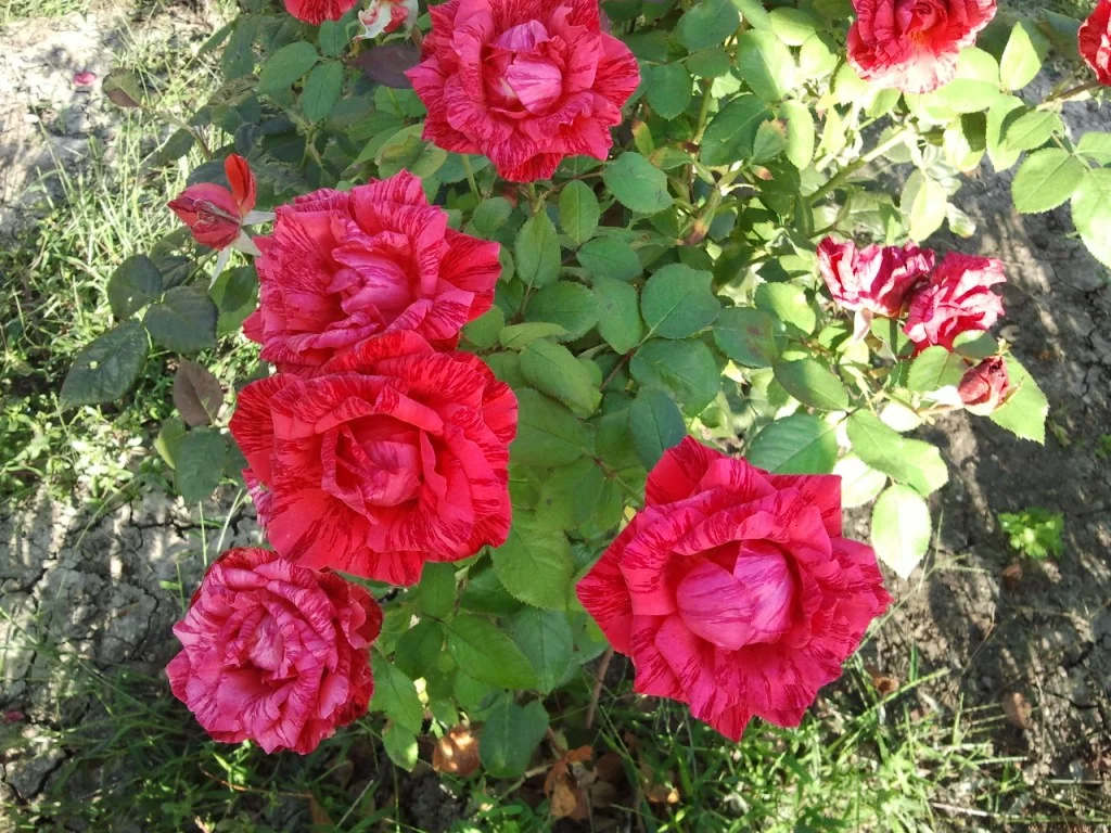 2015-09-28 08.14.30 и.webp