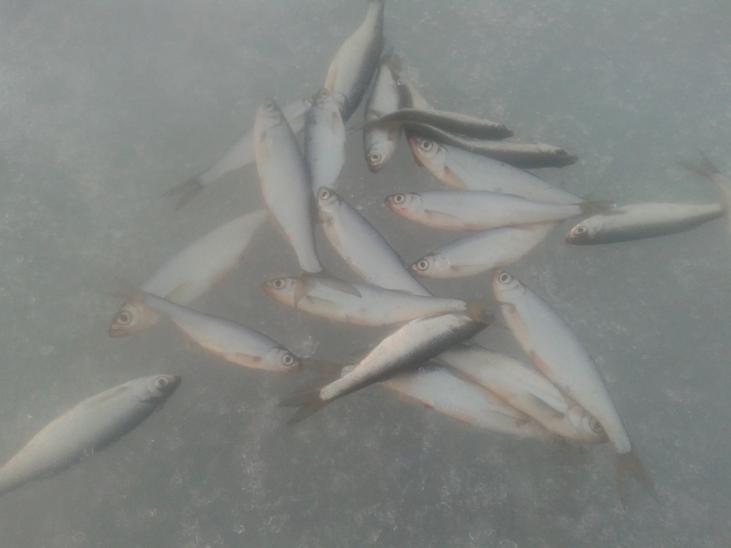 2016-03-30 18.46.17.webp