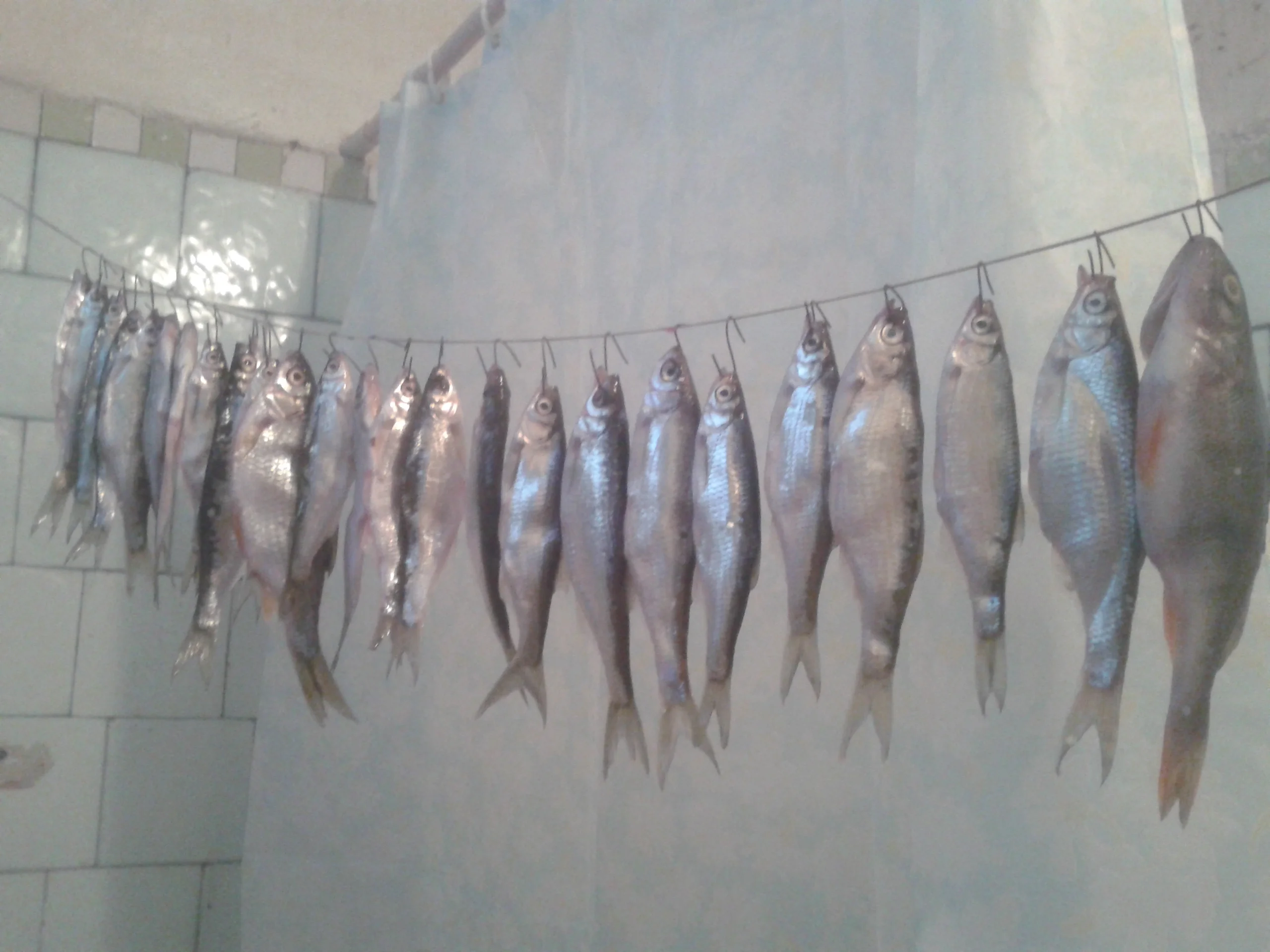 2016-04-02 17.50.09.webp