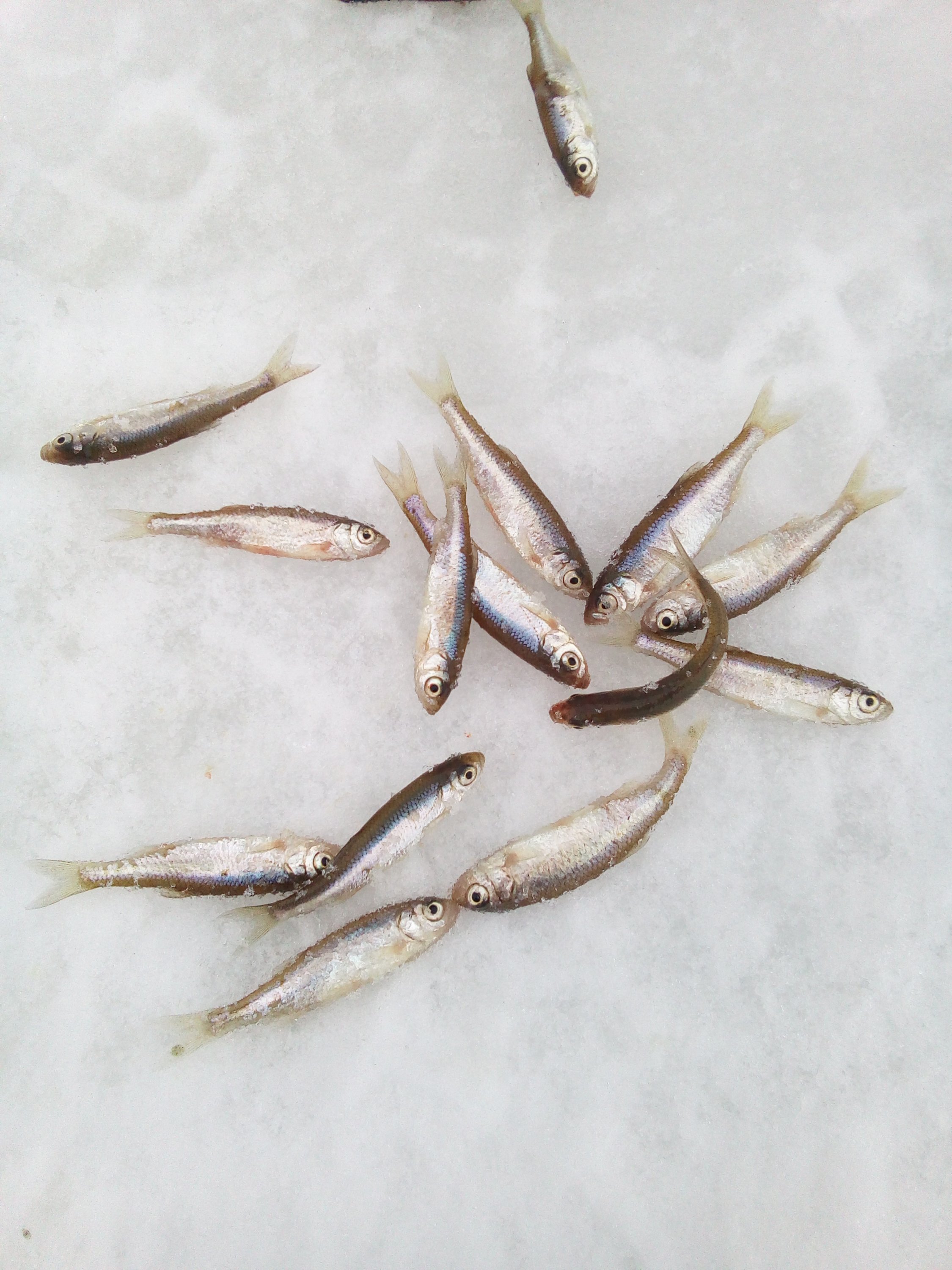 2016-12-21 11-21-21.JPG