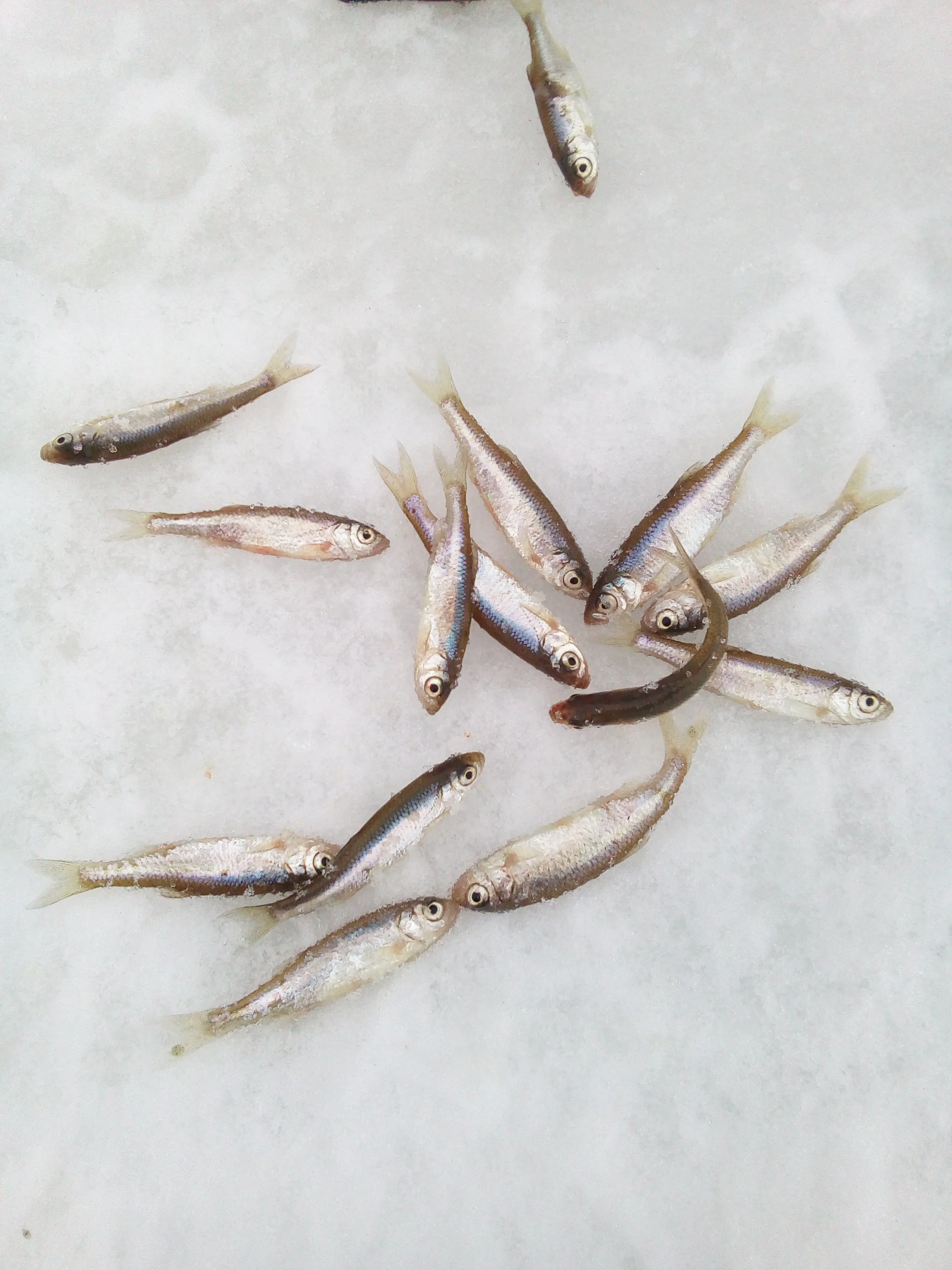 2016-12-21 11-21-21.webp