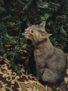 2016-12-24 16.13.03.webp