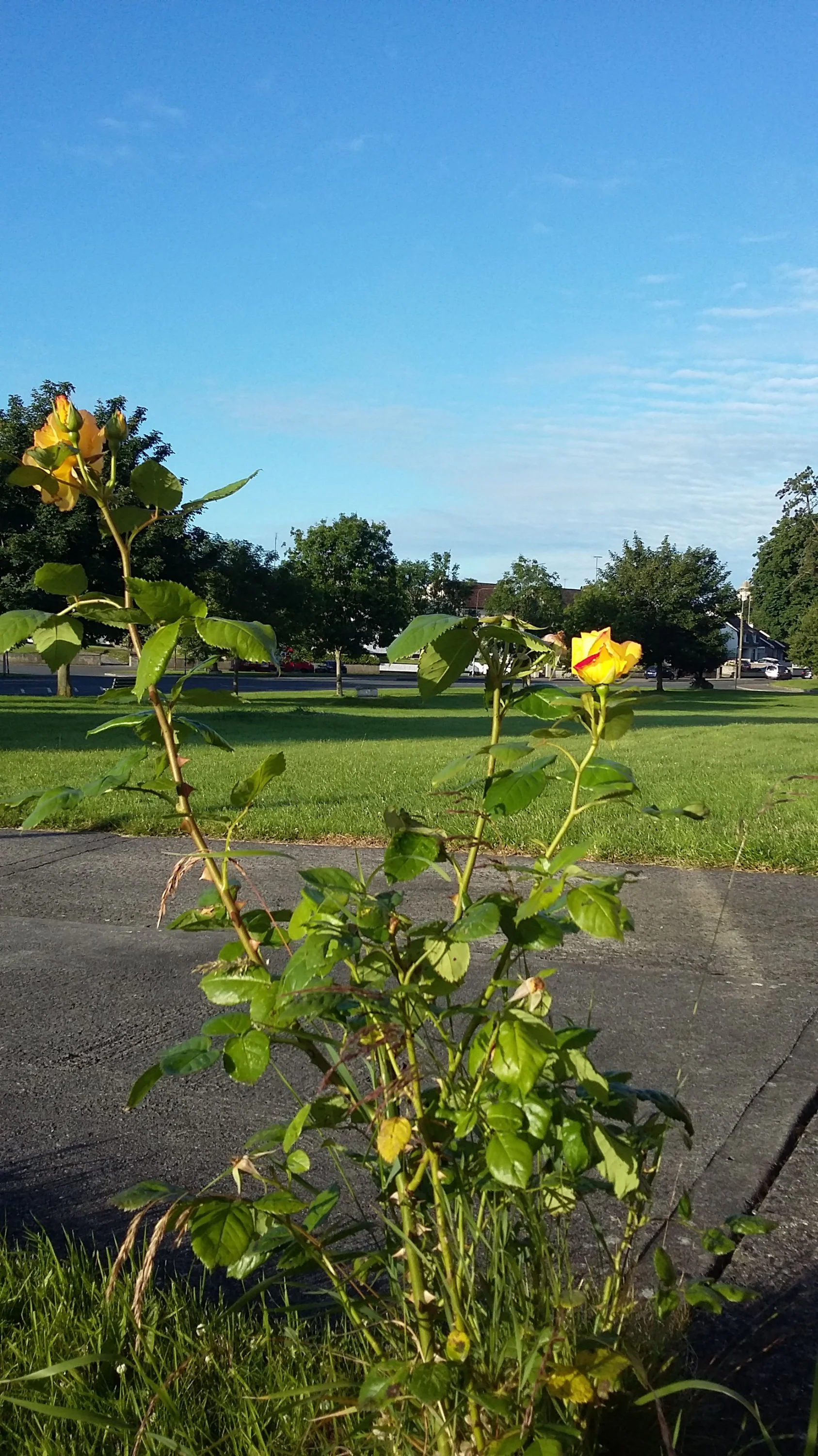 20160704_065013.webp