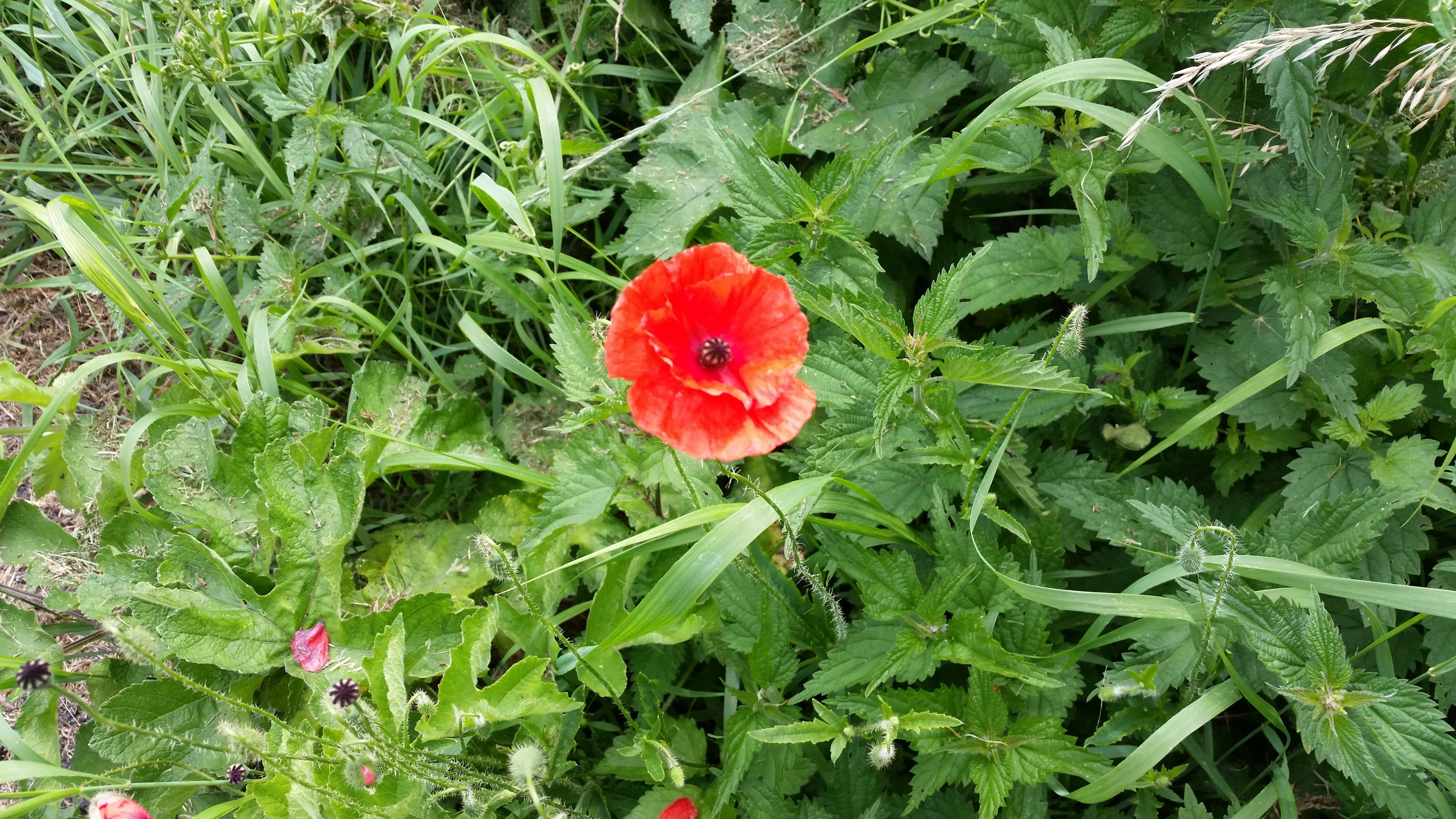 20160707_161035_1467904051106.webp