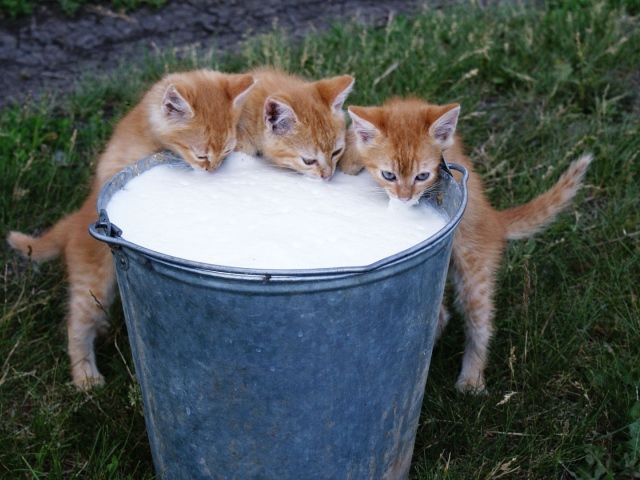 2016Animals___Cats_Red_kittens_drinking_milk_from_a_bucket_105542_29.jpg