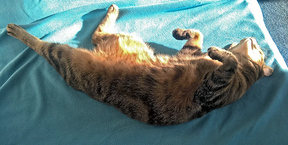 2017-02-15 10-42-34.webp