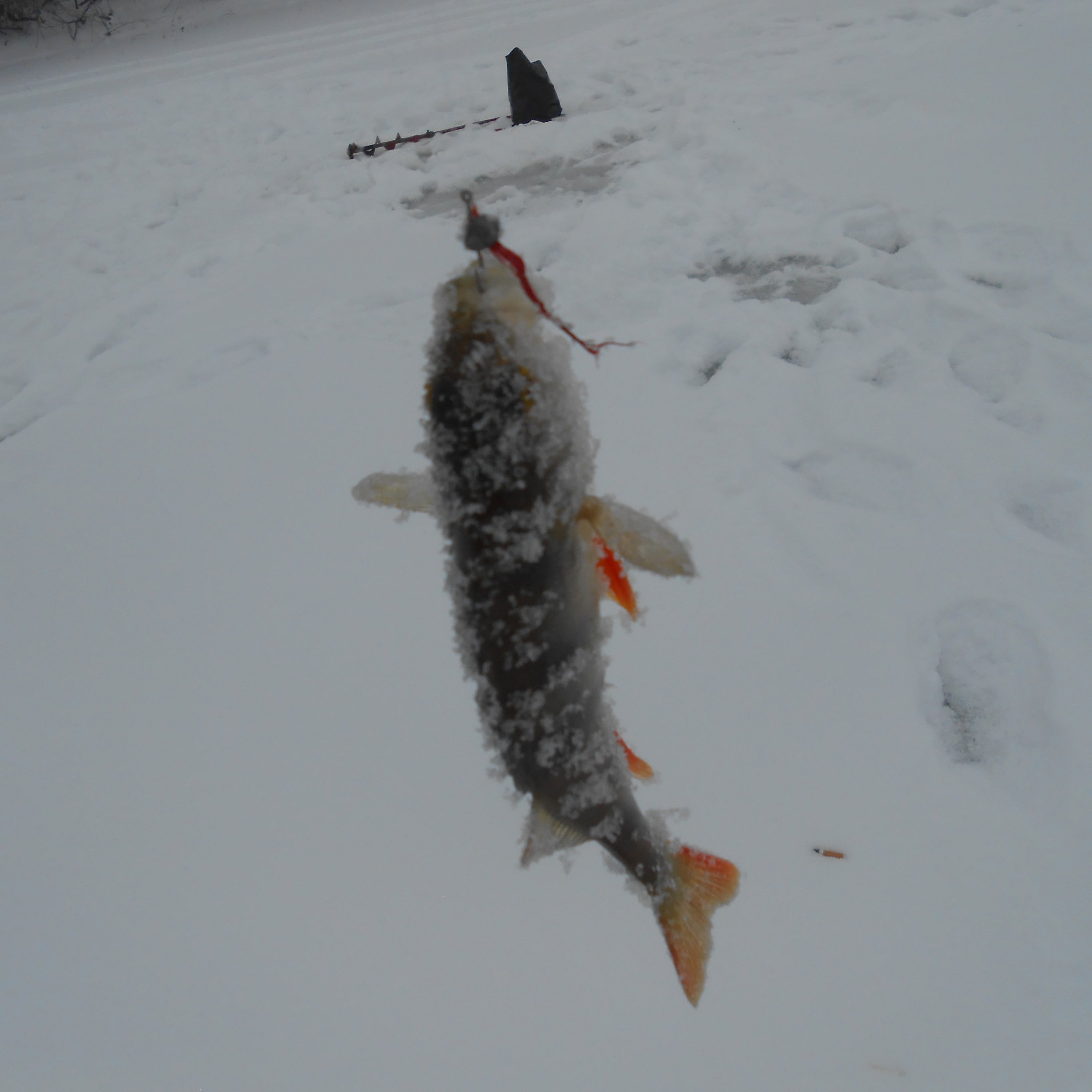 2017-02-20 16-53-02.JPG