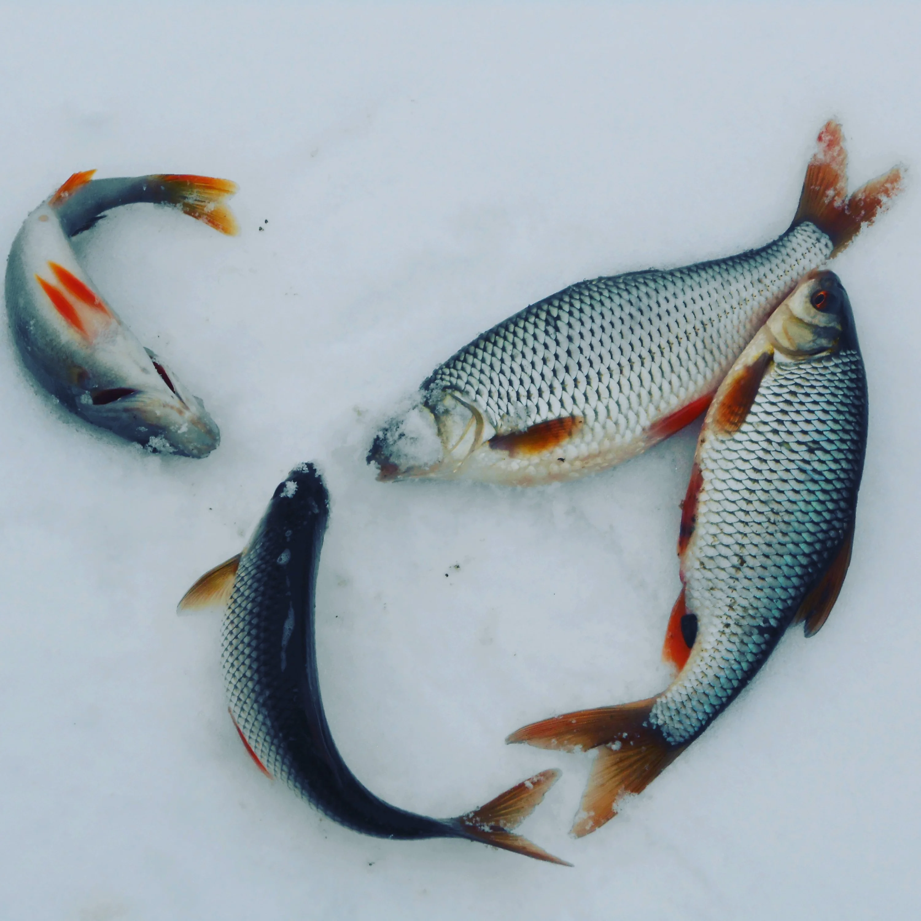 2017-02-21 17-31-57.JPG