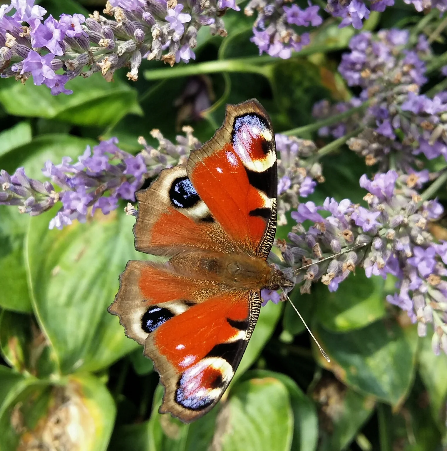 2017-07-22 16.56.51.webp