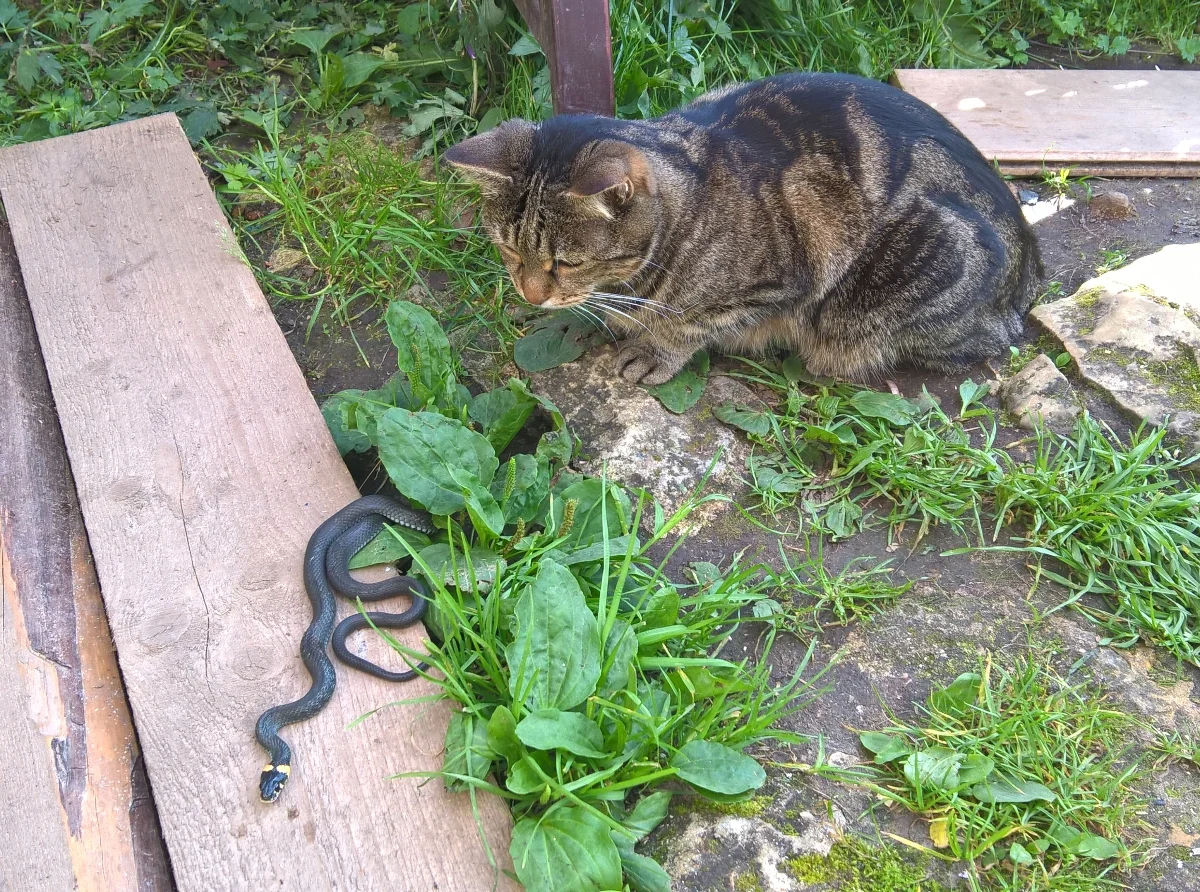 2017-08-07 14-39-52.webp