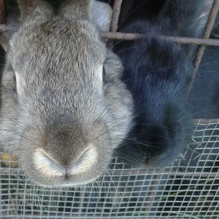 2017-08-09 08-25-05_1502256421.webp