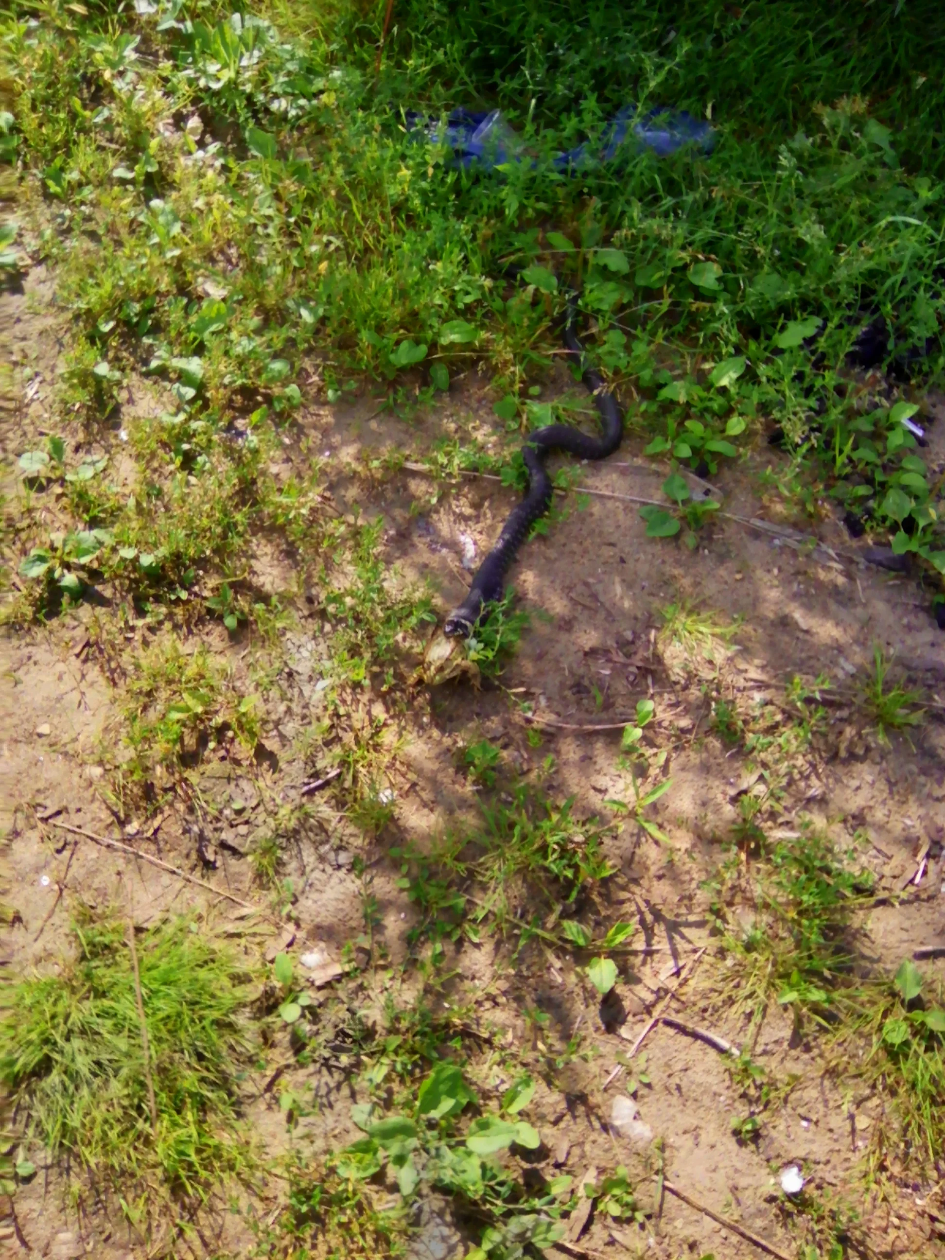 2017-08-17 12-11-23.webp