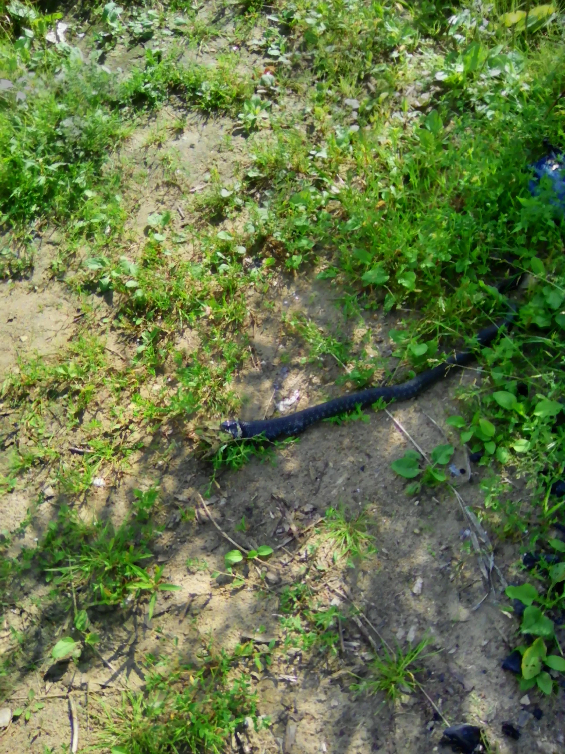 2017-08-17 12-12-57.webp