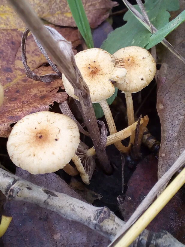 2017-10-11 14-37-43.webp