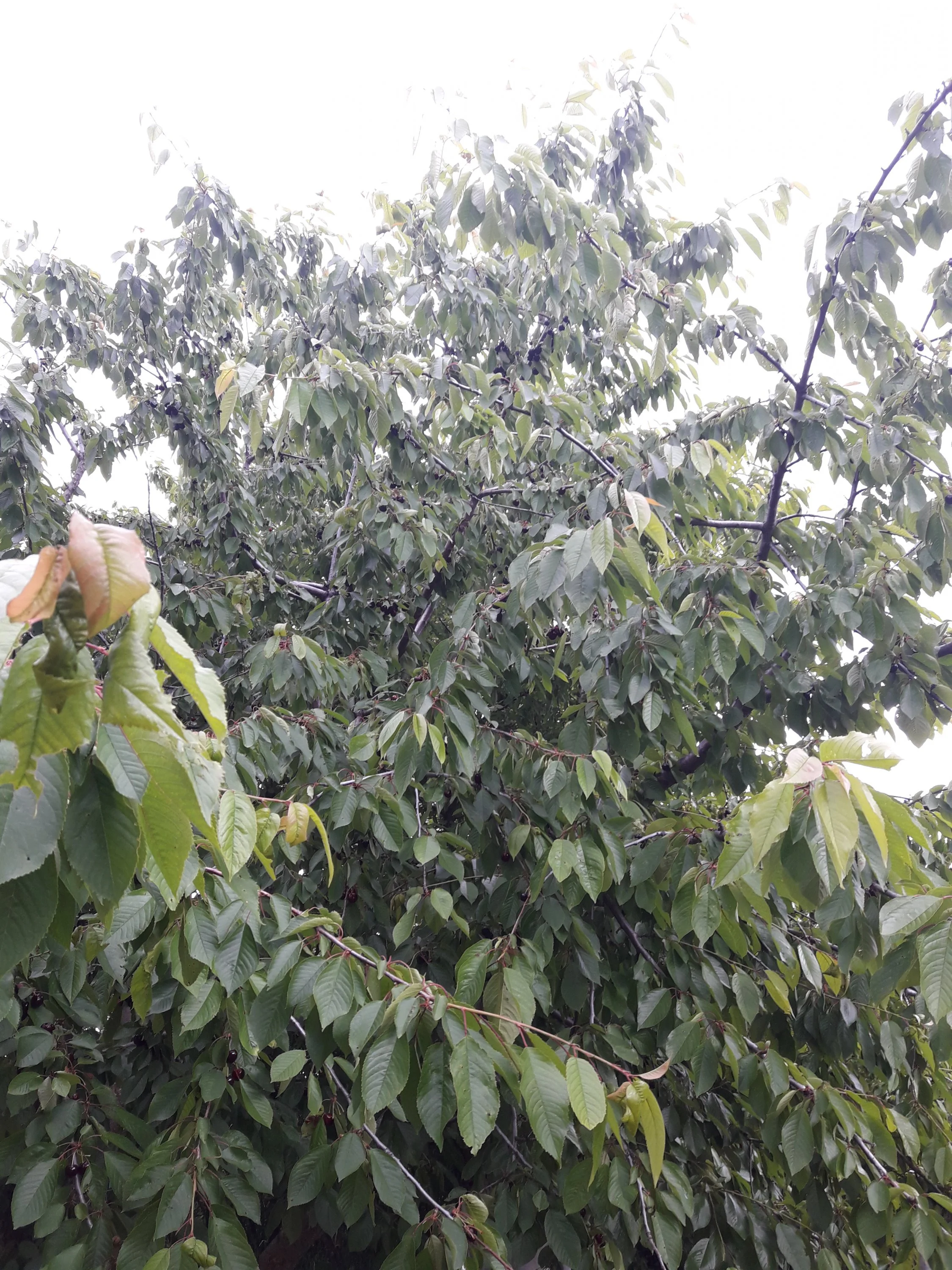 20170616_124000.webp