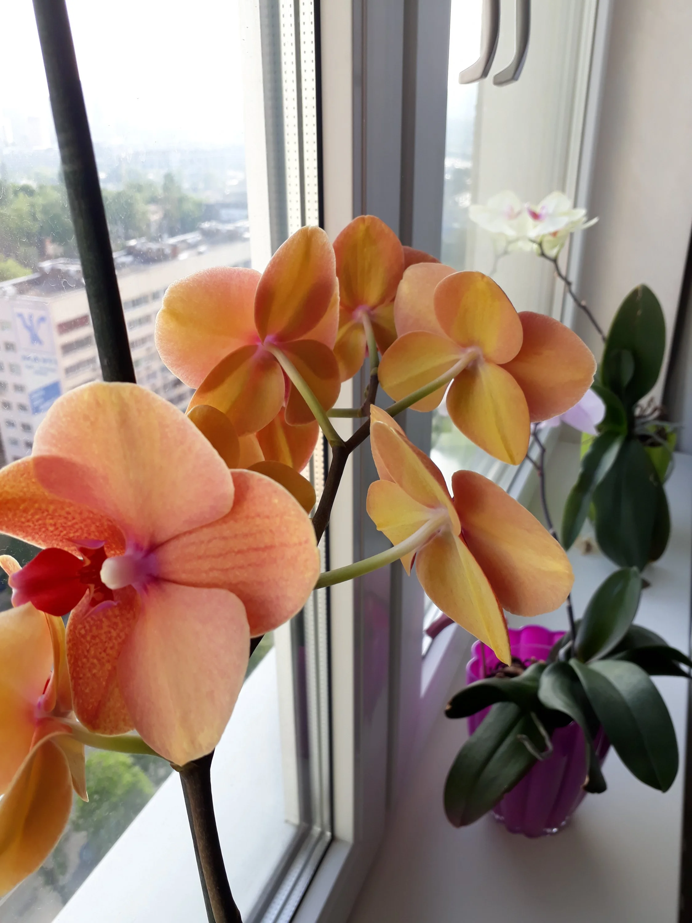 20180508_073232 (1).webp