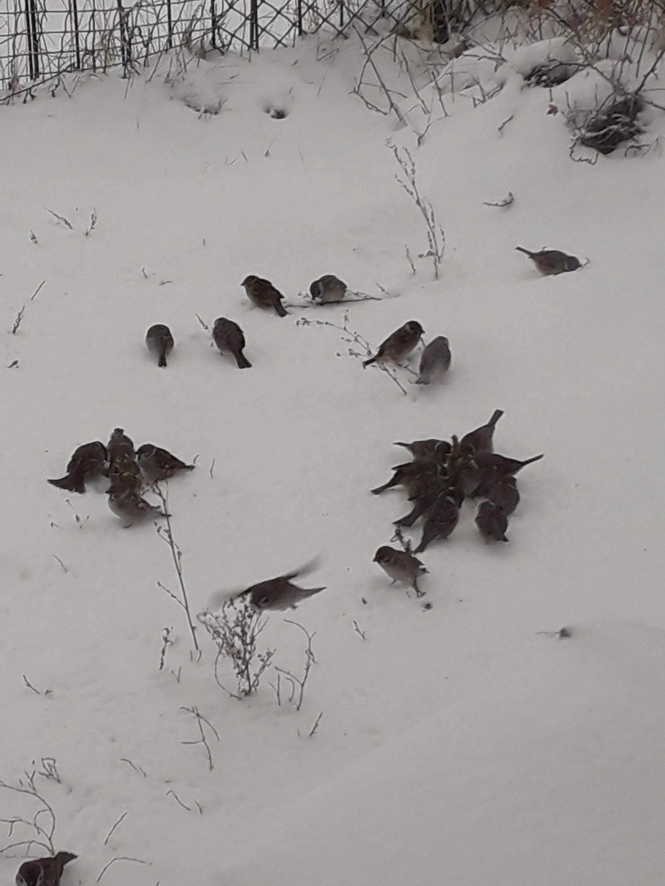 20181203_091122 (1).webp