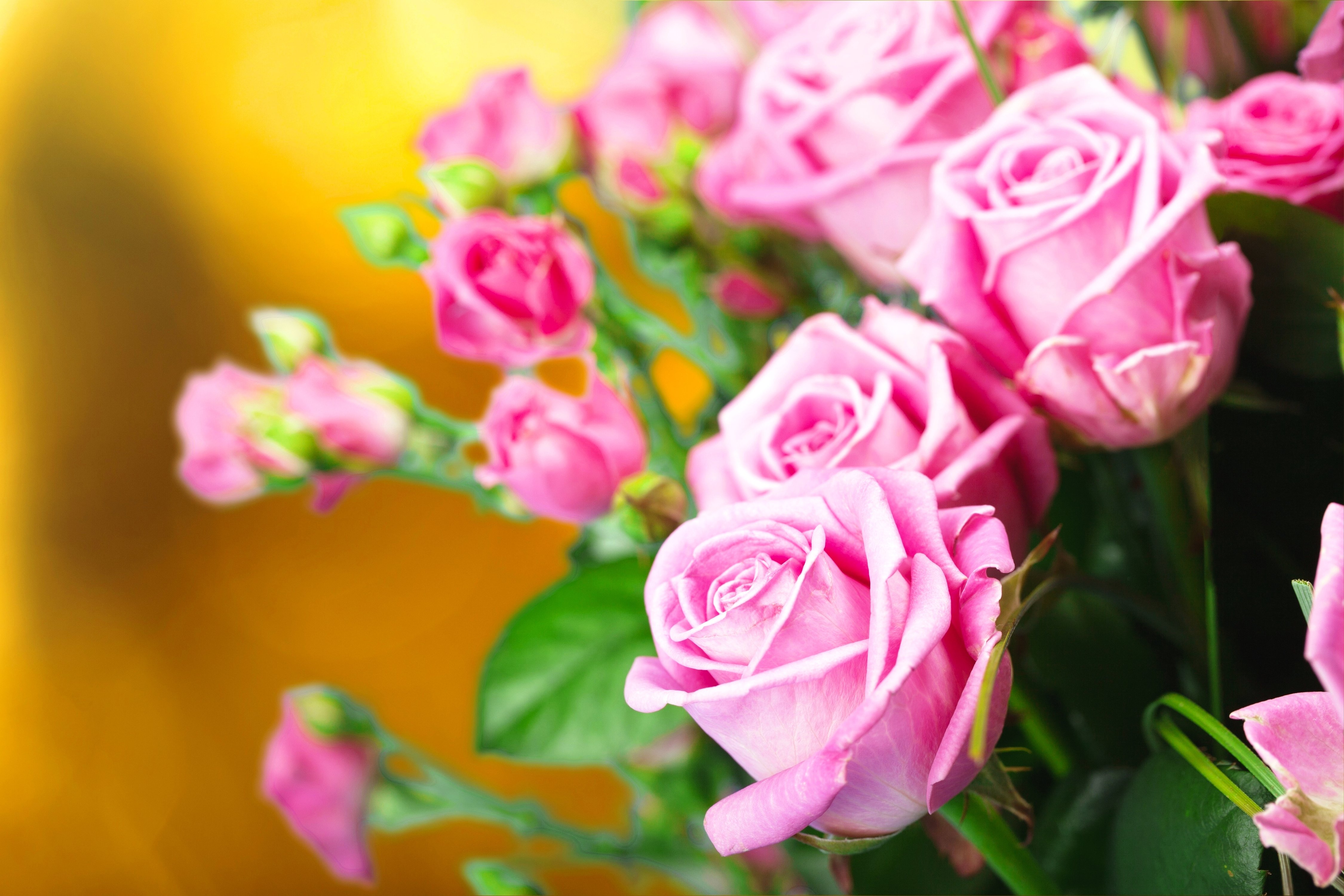 2018Nature___Flowers_Beautiful_gentle_pink_roses_close-up_126302_.jpg