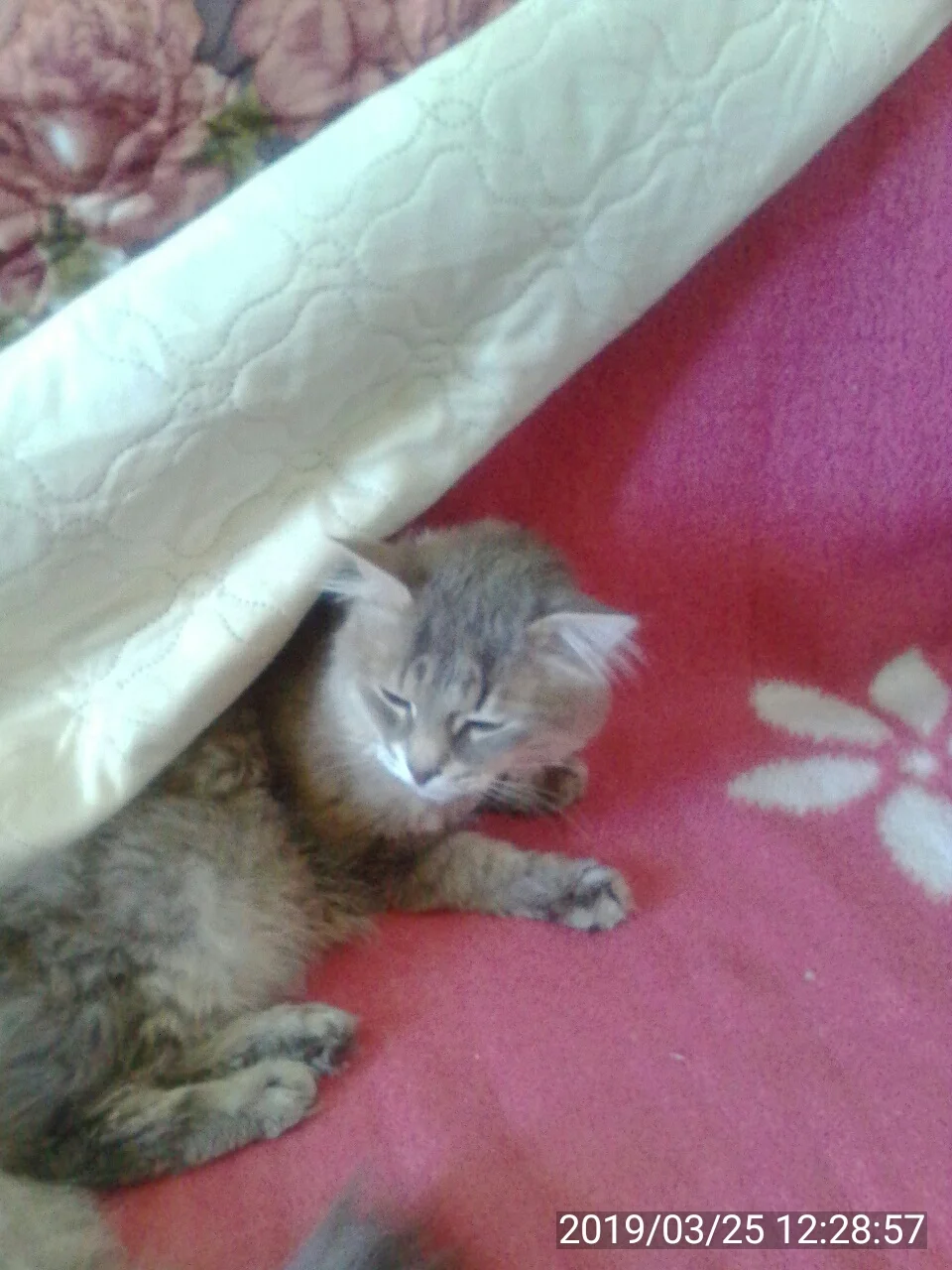 2019-03-25 12-28-58.webp