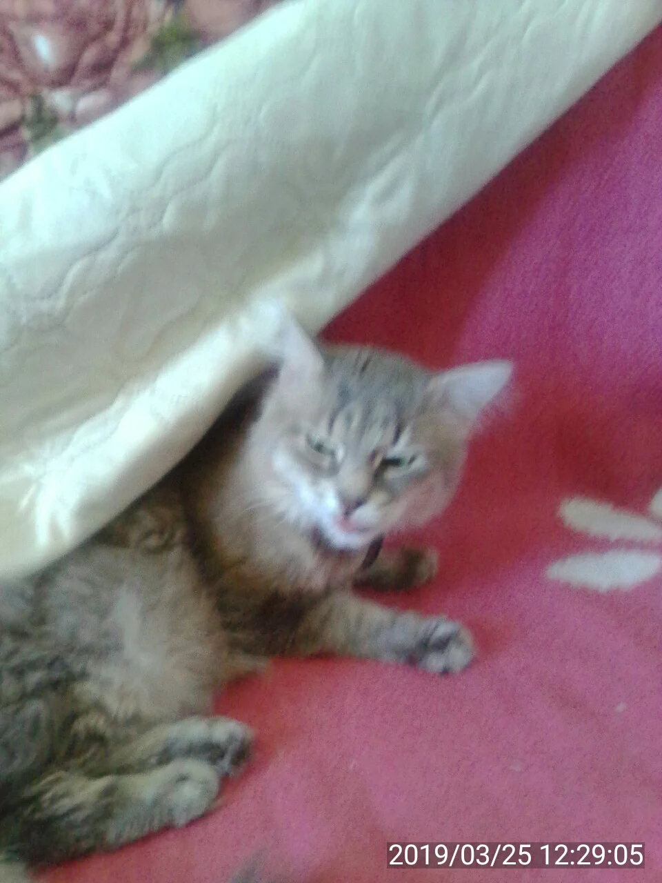 2019-03-25 12-29-05.webp