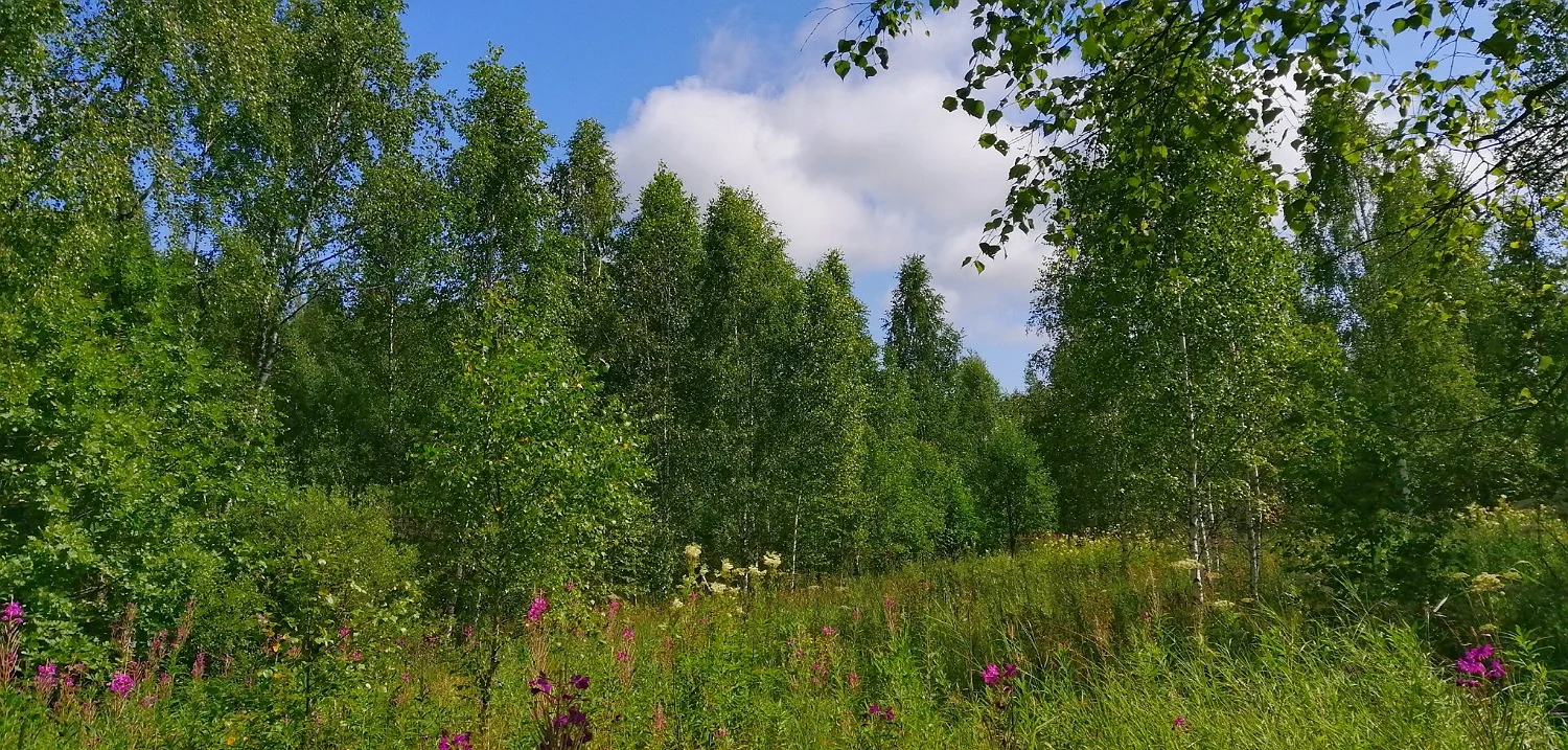 2019-07-18 14-37-49.webp